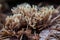 White Coral Fungus - Clavulina cristata sometimes called crested coral fungus in the forest, selective focus