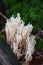 White coral fungus mushrooms in the black forest