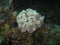 White Coral Giannis D Wreck