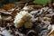 White coral, Ramariopsis kunzei growing in wet environment