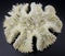 White Coral Skeleton