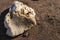 White coral on yellow brown beach sand. Natural coral closeup on sea sand. Dead coral drifted by wave to seaside