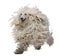 White Corded Standard Poodle running