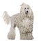 White Corded standard Poodle standing