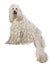 White Corded standard Poodle standing