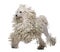 White Corded standard Poodle walking