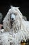 White corderd Standard Poodle resting on the table