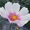 White coreopsis