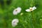 White coreopsis in bloom on a green background. A black small insect crawls along the petal. Selective focus. Copy space