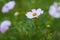 White coreopsis in bloom on a green background. A black small insect crawls along the petal. Selective focus. Copy space