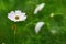 White coreopsis in bloom on a green background. Selective focus