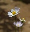 White Coreopsis Flower