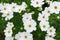 White coreopsis flowers
