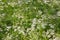 White coriander flowers
