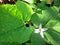 White cork tree flower with cantaloupe leaf