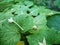 White cork tree flower with cantaloupe leaf