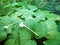 White cork tree flower with cantaloupe leaf