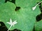 White cork tree flower with cantaloupe leaf