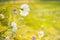 White cornflower on sunny field