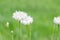 White cornflowers Centaurea cyanus in garden