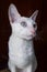 White Cornish Rex Cat on Brown Background