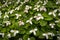 White Cornus in bloom with large flowers.