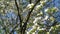 White Cornus Florida Against Blue Sky