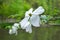 White Cornus florida rubra tree also known as white flowering dogwood tree