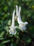 White corydalis