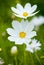 White Cosmea (cosmos) flowers