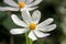 White Cosmea flower, mexico astra