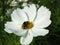 White Cosmo Flower with Bumble Bee