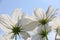 White Cosmo Flowers against blue sky