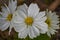 White Cosmos Annual Flower Blooming