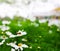 White cosmos, beautiful flower and tiny bee