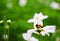 White cosmos, beautiful flower and tiny bee