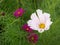 A white Cosmos bipinnatus Sea Shells flower.