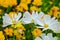 A white cosmos blossom in botanical garden at glasshouse area