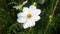 White cosmos flower