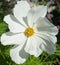 White Cosmos flower on the green lawn.