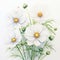 White Cosmos Flower Watercolor Painting On White Background