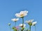 White cosmos flowers on blue sky