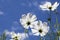 White Cosmos Flowers Blue Sky