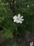 white cosmos flowers in green blur background