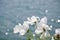 White Cosmos on a windy day