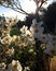 White Cosmos with Yellow Centres