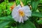 White costus flower