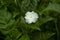 White Costus Flower or Impatiens