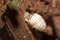 White cotton scale bug on a brown plant stem