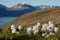 White cottongrass from Svalbard